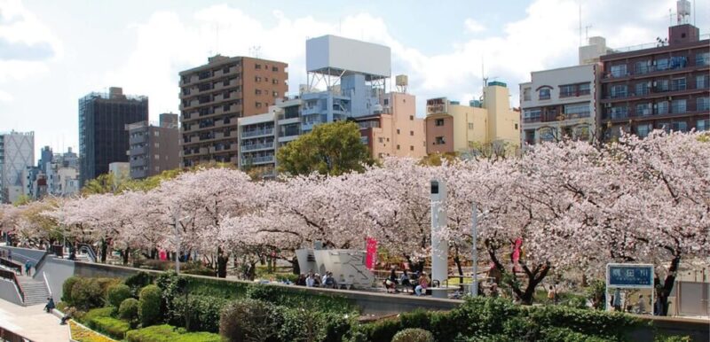 隅田公園の桜並木。咲いているとき。