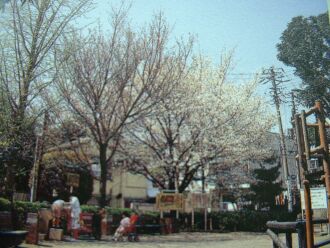 西坂公園の入り口の桜