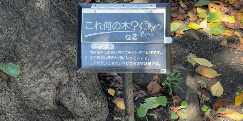 戸塚公園のこれ何の木クイズのサンプル。